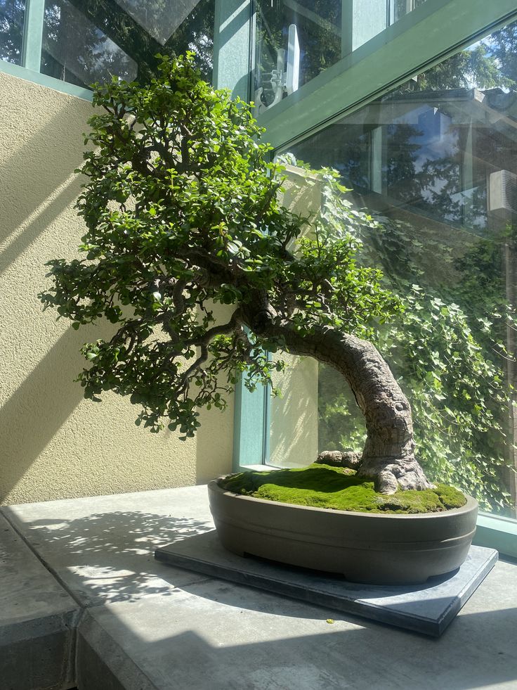 Bonsai trees in the Bonsai Garden at Botanix Nature Resort